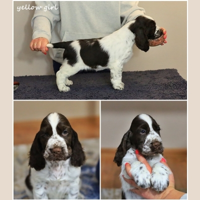 6,5 weeks